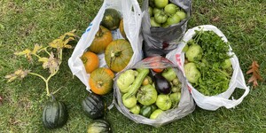 The Kane County Government Volunteer Garden had another successful growing season. 