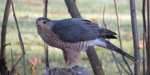 Mature Cooper's hawks are blue-gray above with orangish bars across the breast and a prominent 'Cooper's cap' of darker feathers on top of the head.  Photo by Larry Lenard.