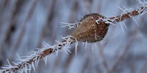 Inside this gumball-sized sphere, a goldenrod gall fly larva will spend the winter in diapause- insects' version of hibernation.  Photo by Chris Gingrich