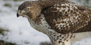 Timing is everything!  This unique photo depicts a red-tailed hawk's nictitating membrane, or third eyelid, as it passes horizontally across the eye.  Credit:  R Lolli Morrow