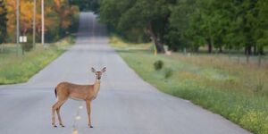 IDOT, IDNR remind motorists to resist the urge to swerve. 