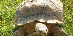 Ding Dong, a pet sulcata tortoise, took himself on a little walkabout recently when a gate was accidentally left open.  Sulcatas, also known as African spurred tortoises, are native to grasslands and savannas in northern Africa. 