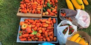 Kane County donated 1,031 pounds of produce to the Batavia Interfaith Food Pantry in its first growing season. 