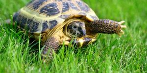 Russian turtle.  photo courtesy of St. Charles Park District