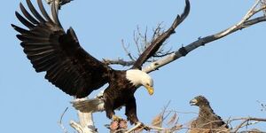 After close consultation with the U.S. Fish and Wildlife Service, the tree housing a bald eagle nest at Mooseheart Child City & School will be taken down. Photo credit:  Darryl Mellema, Moose International 