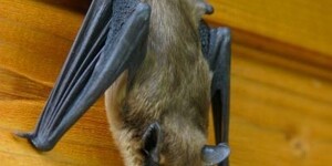 There are only certain times during the year homeowners may remove bats from "non-living" areas. 