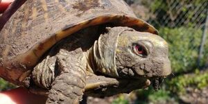 This Monday, Columbus Day, marks 45 years that Arthur the ornate box turtle has lived as a pet.  His longevity, as well as improved conservation laws prohibiting the capture of other wild turtles, are worth celebrating. 