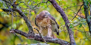 Icarus the red-tailed hawk, rendered flightless and nearly featherless by a landfill flame, today is fully recovered and flying free.  Photo credit:  Cheryl Smith