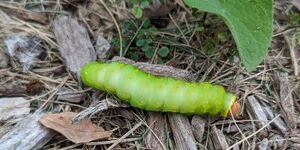 Polyphemus caterpillars- as well as the caterpillars of many other moth and butterfly species- spend the winter among downed leaves- a great reason to "leave the leaves" until warm temperatures return. 