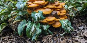 Jack-o'-lantern mushrooms have many fine qualities, but edibility isn't one of them. While not deadly, the symptoms it induces are described as 'making one wish they were dead.' Photo credit:  Louis Vannatta. 