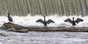 Tasked with hunting aquatic prey yet lacking water-repellent feathers, cormorants spend a significant amount of time drying off after feeding.  Adults are brown-black while immature birds are lighter in color with a pale neck and breast. 