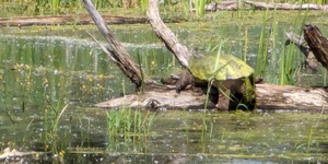 Although large, even snapping turtles like this one—which is the size and color of a large watermelon—can fall victim to fishing line. (photo by Keith Falato) 