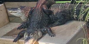 Longtime Aurora zoo alligators, Irwin and Alice, outgrew their indoor habitat and were relocated to an outdoor alligator sanctuary in Michigan