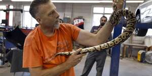 Brad Lundsteen, owner of Suburban Wildlife Control, holds a ball python he removed from a car in Geneva. Brian Hill/bhill@dailyherald.com