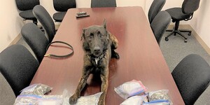 Kane County Sheriff K-9 with seizures from the Special Investigations Unit