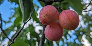 Measuring an inch or so in diameter, wild American plums are smaller than commercial varieties but packed with flavor.  This native species also provides many benefits to local wildlife. 