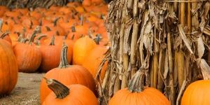 Kane County is among the top 10 pumpkin-producing counties in Illinois. 