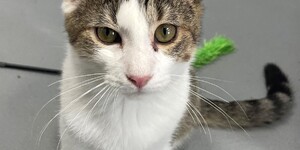 Taurus is available for adoption at Kane County Animal Control.