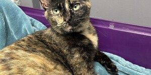 Meet Spezi