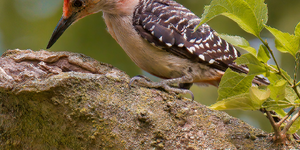 Where woodpeckers excavate on houses depends on a number of factors