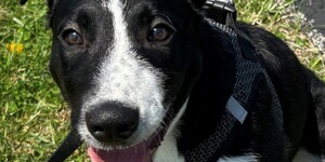 Meet Andy!