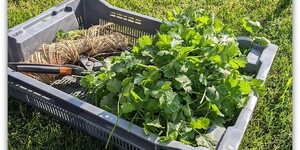 First harvest from the Kane County Goverment garden.