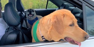 Pets in line for rabies vaccine and microchip clinic at KCAC