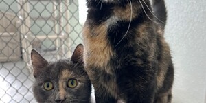 Meet Biscuit and Gravy