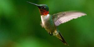 Itsy bitsy and flitty, with iridescent plumage that flashes emerald in the sun, hummingbirds shine like winged jewels among our local feathered friends 