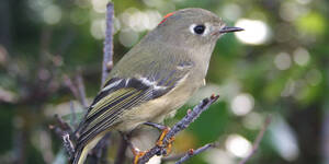 Less boldly marked than their golden-crowned cousins, the ruby-crowned kinglet does have a noticeable white eye ring and wing bar. However only males bear the ruby crown, and they often keep it tucked out of sight.