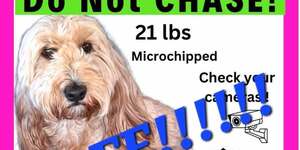 Missing Poster Searching for Lucy