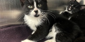 Kane County Animal Control Welcomes Licensed Illinois Rescues to Join Online Network