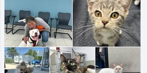 To learn more about KCAC's adoptable animals or to complete an adoption application, visit www.kanecountypets.org.