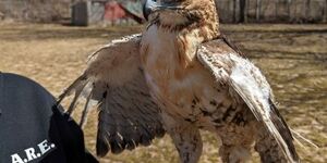 Sporting bare shafts where feathers once grew, Icarus the red-tailed hawk is in the process of recovering from a near-fatal encounter with a landfill flare. 