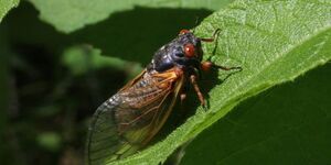 Cicadas are clumsy flyers that travel only short distances.  To figure out whether you should expect Brood XIII periodical cicadas in your neighborhood this year, look back to 2007.  If none existed then, they won't be there now either.  Credit: V. Blaine