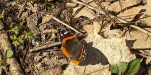 Its wings angled toward the afternoon sun, a red admiral soaks up some warming rays at Delnor Woods Park in St. Charles