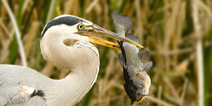 Danger, yellow bullheads! Danger!  The schreckstoff, or 'scary stuff' present in the skin cells of the fish in this heron's bill likely saved other bullheads from a similar fate.