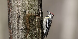 As a female yellow-bellied sapsucker methodically drills her sapwells, two flies (left) arrive to inspect her progress and, soon, partake of a sweet treat.  Credit:  Banu R