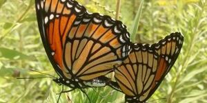 Think you're seeing monarchs mating?  Look again!  These two butterflies are viceroys, distinguished from monarchs by the dark line across the hindwing and by a host of lifestyle differences. 