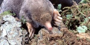 The eastern or common mole, is also known as Scalopus aquaticus, does not live in water, though its large front feet do an admirable job of swimming through soil.  Photo credit:  Dr. William J. Weber