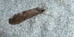 Also known as River Bugs, caddisflies periodically emerge en masse from the Fox River and its tributaries.  Their larvae live underwater for up to a year, and frequently are used as indicators of aquatic ecosystem health. 