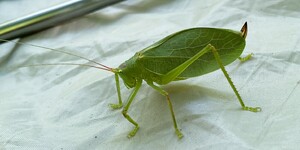 Female common true katydids, like the one pictured here, are all green with a curved ovipositor or egg-laying organ, at the hind end; males are mostly green but have a brown patch known as the stridulatory field just behind the head.