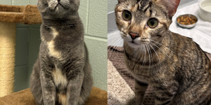 Meet Beef and Bean Sprout