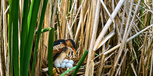 Least Bittern with nest  - pictures from Kane County Forest Preserve social media post 