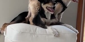 Daffy has been adopted