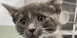 Meet Dame Judi Dench (the kitten) 