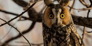 The long-eared owl's namesake "ears" on top of its head are used for camouflage and communication, but not for listening.  Its actual ears are located farther down, on either side of the head. Photo credit:  Kerry Hargrove