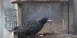 Never shy about helping themselves to free food, European starlings have made themselves at home in every one of the lower 48 states as well as southern Alaska and Canada. 