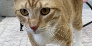 Meet Dodgeball 