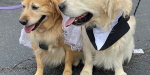 Canine Couple 
